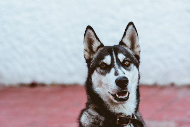 Portret husky'ego z bliska