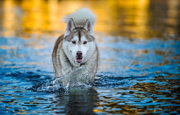 Portret husky idącego po jeziorze