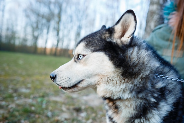 Portret husky o niebieskich oczach