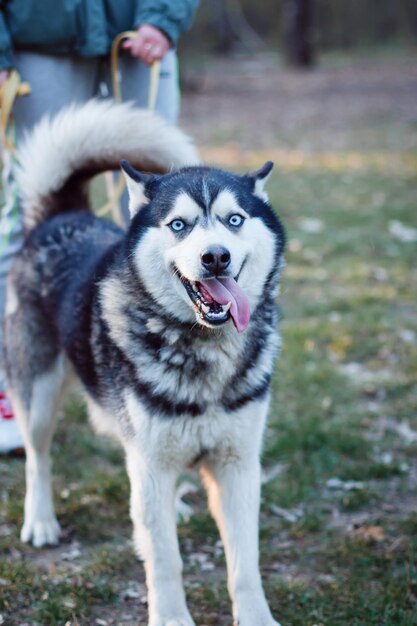 Portret husky o niebieskich oczach