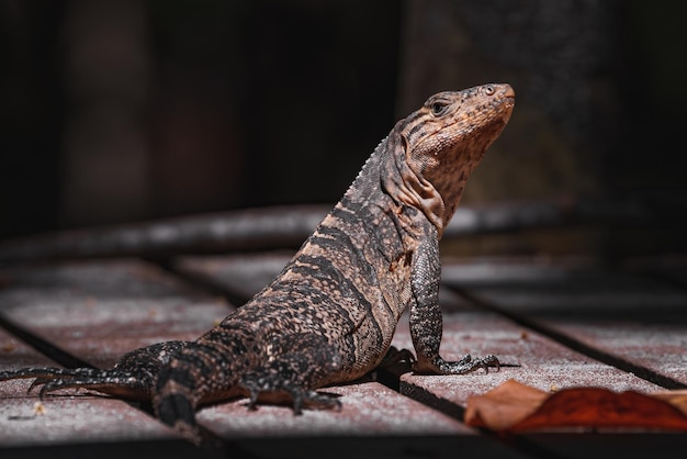 Portret iguany w profilu iguana egzotyczna portret iguany