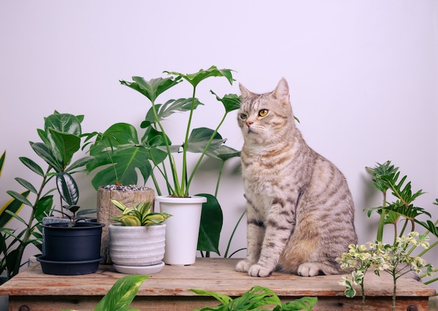 Portret imbirowego kota na drewnianym stole z powietrzem oczyszcza rośliny domowe monstera philodendron snake roślin w pokoju