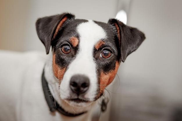Portret Jack Russell Terriera z bliska