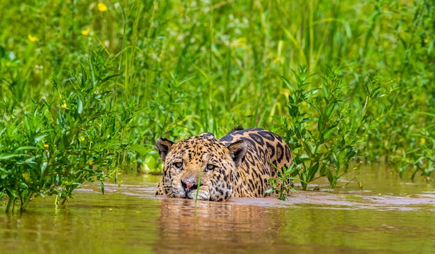 Portret jaguara w dżungli