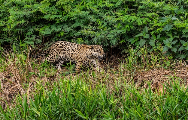 Portret jaguara w dżungli