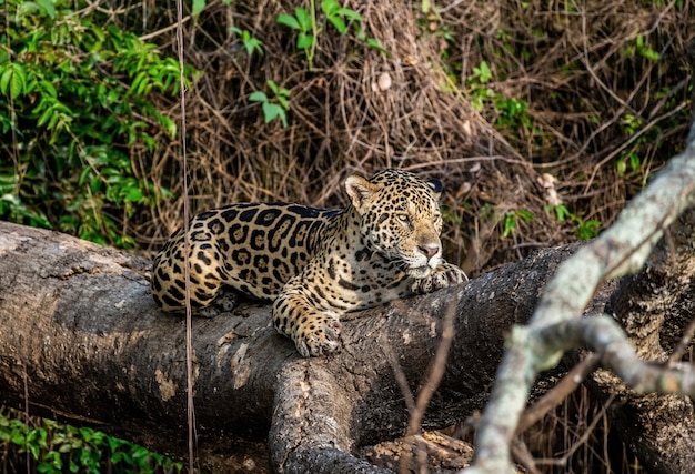 Portret jaguara w dżungli