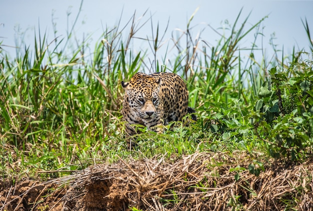 Portret jaguara w dżungli