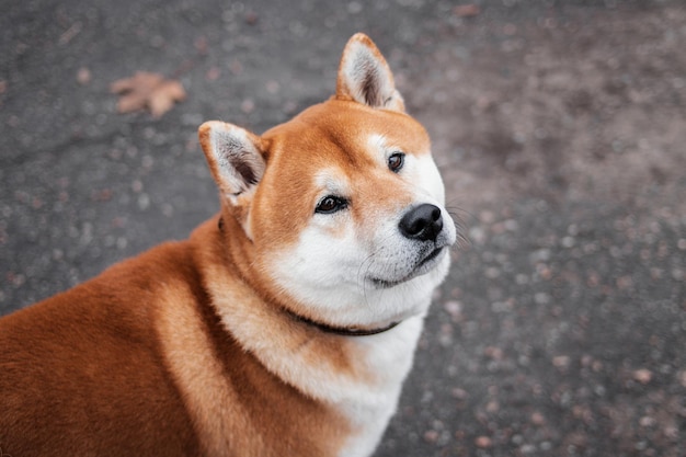 Portret japońskiego psa rasy Shiba Inu spacerującego w jesiennym mglistym parku. Ukraiński pies shiba inu