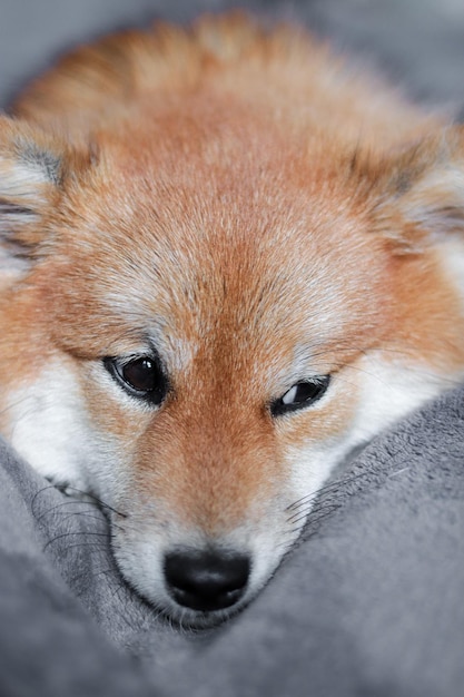 Portret japońskiego psa Shiba Inu Śliczny czerwony puszysty pies