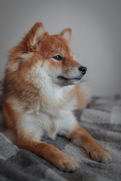 Portret japońskiego puszystego psa shiba inu. Shiba inu leży na łóżku i patrzy w dal.