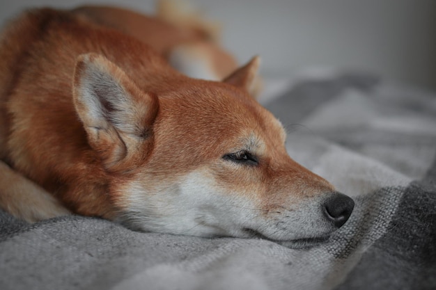 Portret japońskiego puszystego psa shiba inu. Shiba inu leży na łóżku i patrzy w dal.