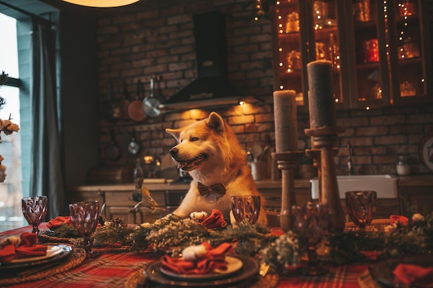 Portret japońskiego szczęśliwego wesołego psa rasy akita inu z muszką w świątecznym udekorowanym domku