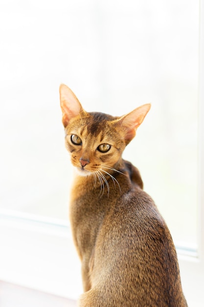 portret jednego kota domowego rasy abisyńskiej o żółtych oczach i rudych krótkich włosach w aparacie