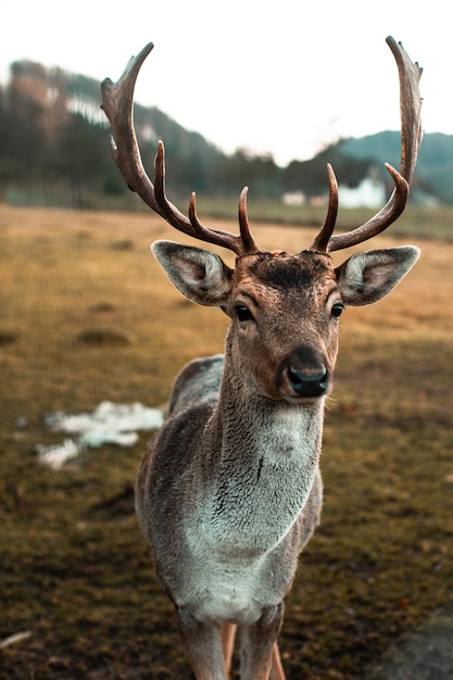Portret jelenia stojącego na polu
