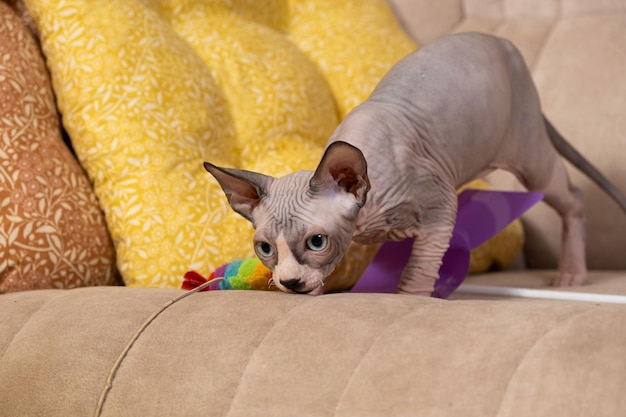 Portret kanadyjskiego kociaka Sphynx krążącego się po kanapie na polowaniu