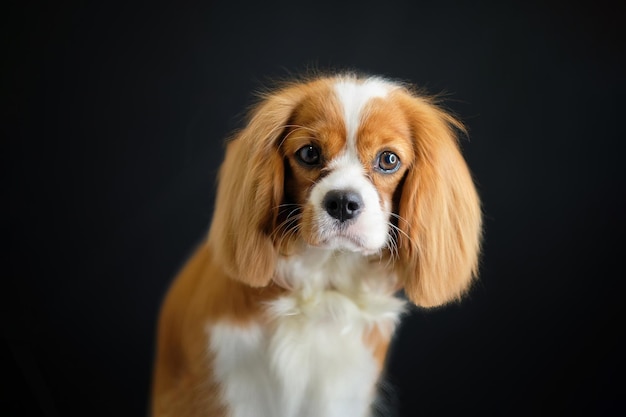 Portret King Charles Spaniel na czarnym tle po pielęgnacji