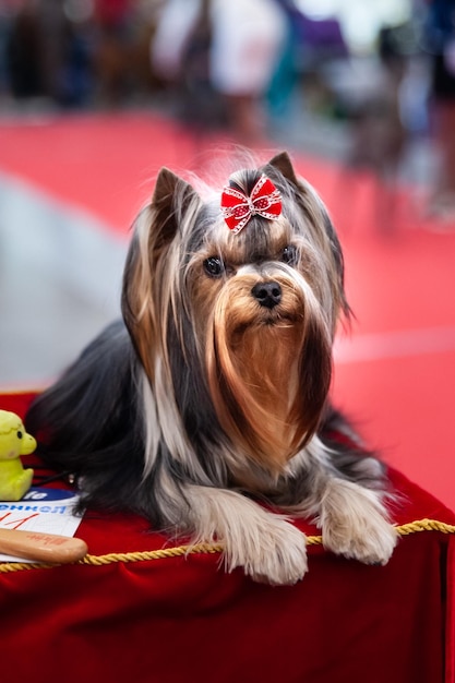 Portret klasy wystawowej Yorkshire Terrier na wystawie