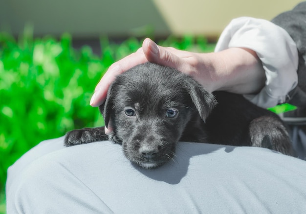 Zdjęcie portret kobiety z psem