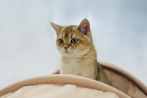 Zdjęcie portret kociaka brytyjskiej rasy szynszyla złota bliska miejsca kopiowania
