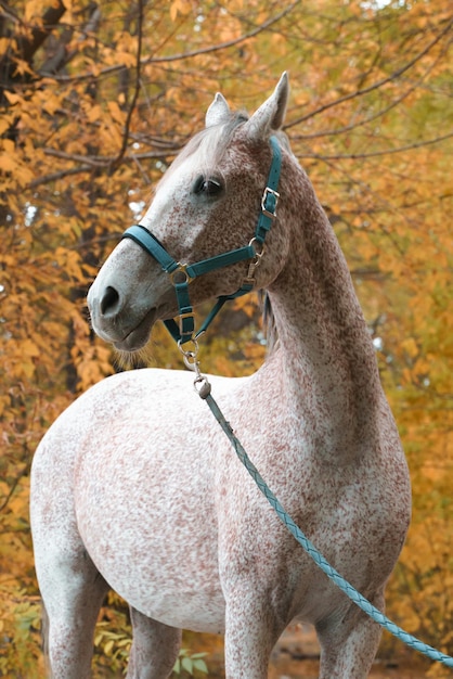 Portret konia rasy arabskiej