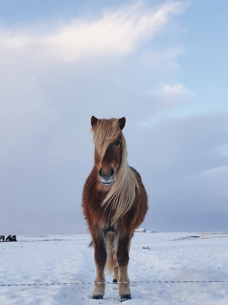 Portret konia stojącego na pokrytej śniegiem ziemi na tle nieba