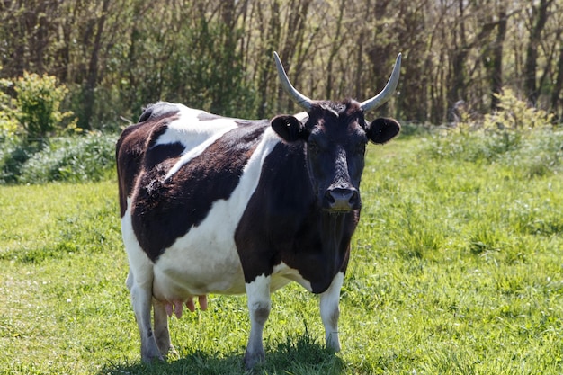 Zdjęcie portret konia stojącego na polu