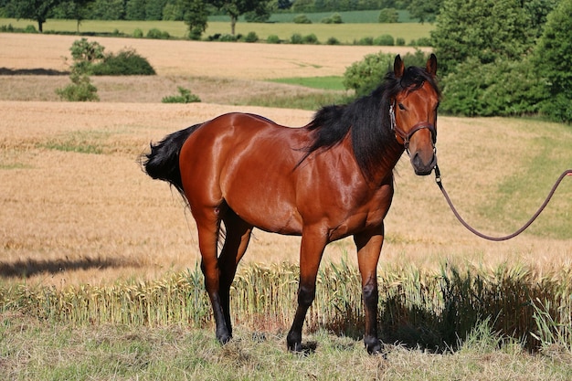 Portret konia stojącego na trawiastym polu