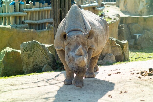 Zdjęcie portret konia w zoo