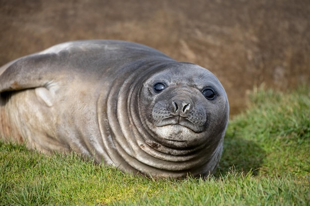 Zdjęcie portret konia z bliska na polu