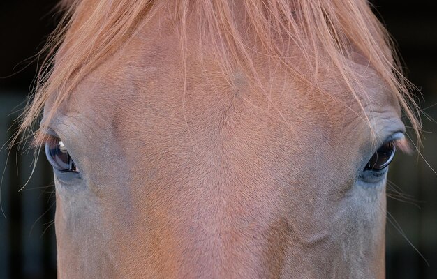 Zdjęcie portret konia z bliska