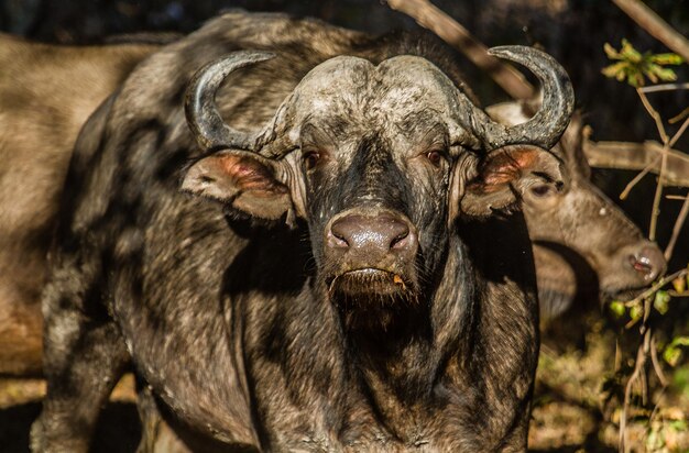 Zdjęcie portret konia z bliska