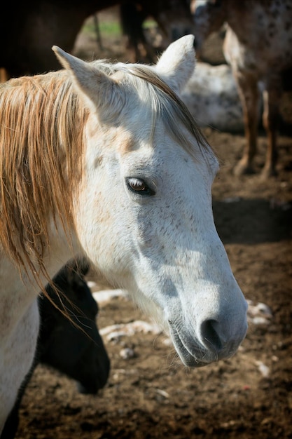 Portret konia z wyrazistymi oczami