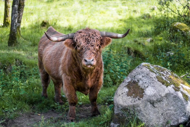 Zdjęcie portret konia