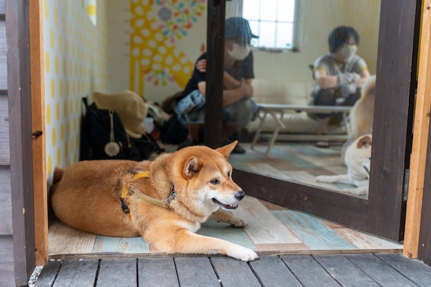 Portret Koreańskiego Psa Rasy Jindo Ziewającego I Wystawiającego Język