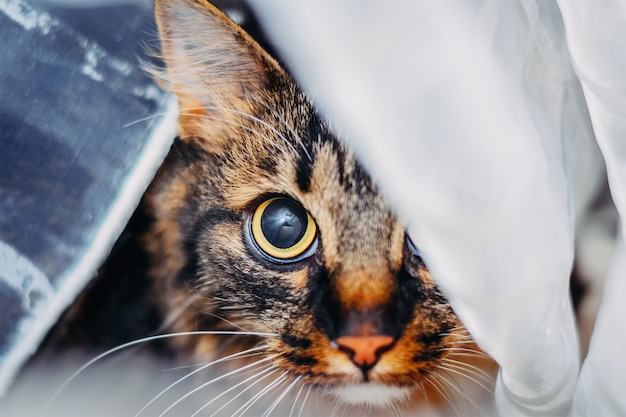 Portret kot patrzeje dużych oczy przy kamerą, chującą za zasłoną