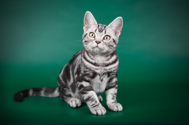 Portret kota amerykańskiego krótkowłosego na kolorowej ścianie