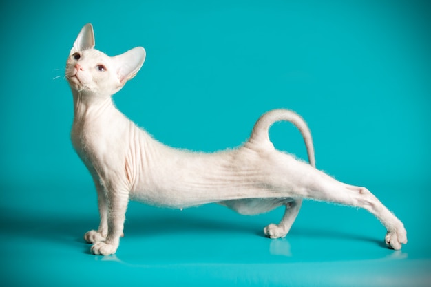 Portret kota Don Sphinx Cat na kolorowej ścianie