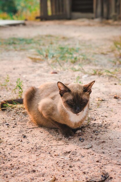 Zdjęcie portret kota leżącego na polu