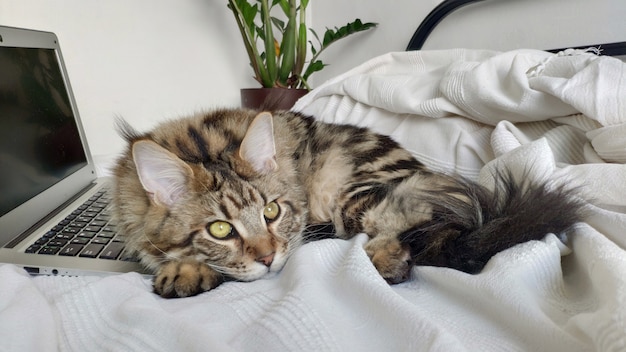 Portret kota maine coon leży w łóżku na laptopie