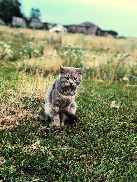 Zdjęcie portret kota na polu