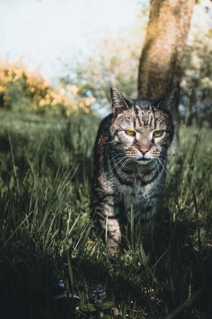 Zdjęcie portret kota na polu