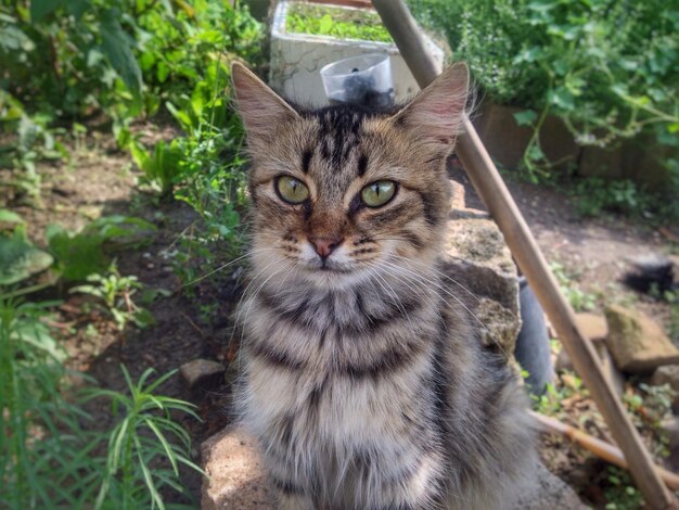 Zdjęcie portret kota na ulicy