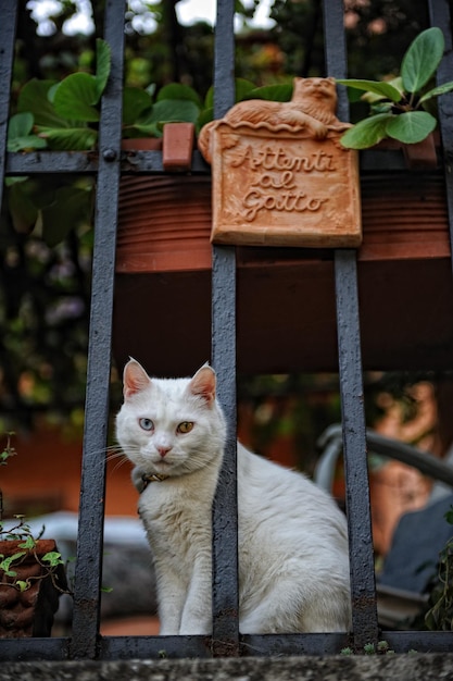 Portret kota odpoczywającego przy ogrodzeniu