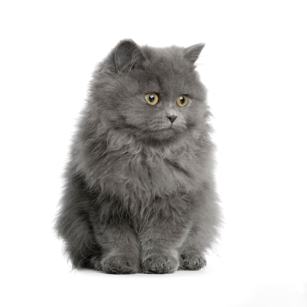 Portret kota perskiego na białym tle