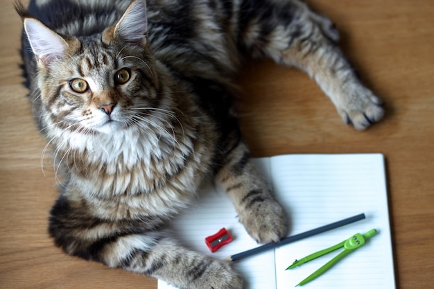 Zdjęcie portret kota rasy maine coon