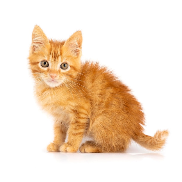 Portret kota Red Ginger Cub na białym tle.