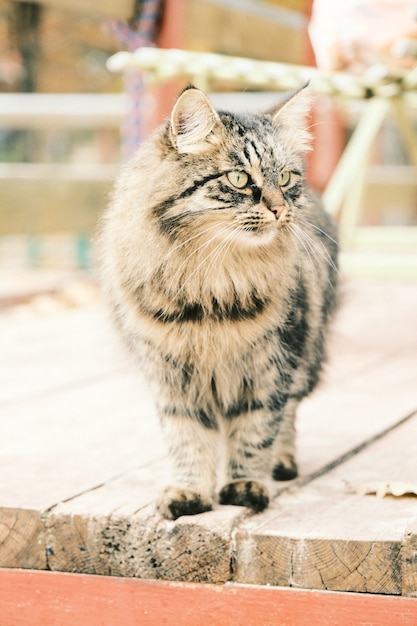 Portret kota. Rosyjski kot spacerujący na świeżym powietrzu
