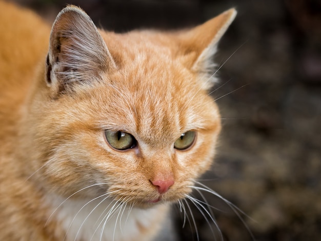 Portret kota rudy podczas spaceru na łonie natury