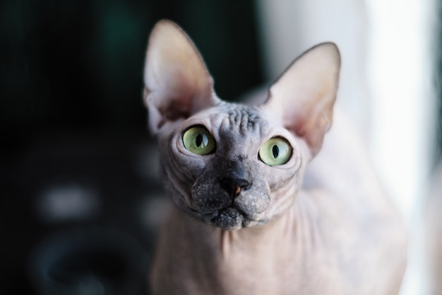 Portret kota sfinksa patrzy w oczy