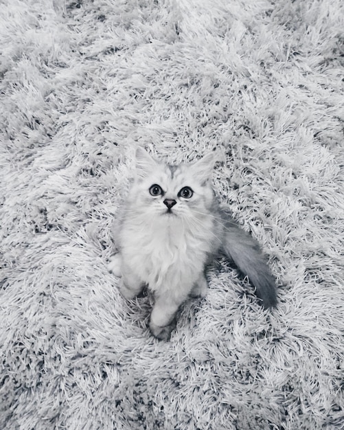 Zdjęcie portret kota siedzącego na dywanie